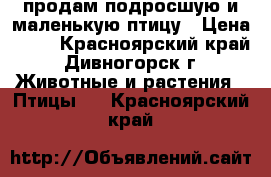 продам подросшую и маленькую птицу › Цена ­ 10 - Красноярский край, Дивногорск г. Животные и растения » Птицы   . Красноярский край